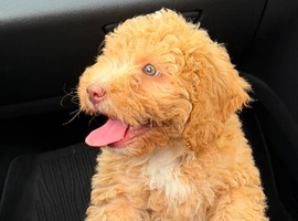 F2 Cockapoo for sale !!!