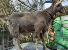 Billy Goat Toggenburg Intact Entire