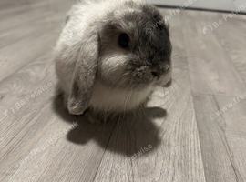 Mini lop baby rabbit