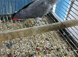 Congo African grey Glasgow