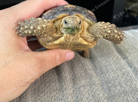 1 year old sulcata tortoise for sale