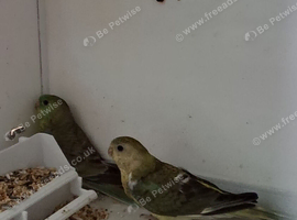 3 young redrump