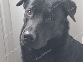 German shepherd/Rottweiler