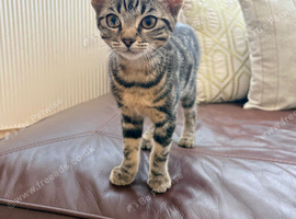 1x beautiful 14 week old kitten ready for her forever home!