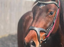 3 year old Warmblood Gelding