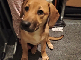 German shepherd puppy for sale