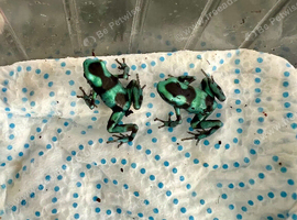 Dart froglets