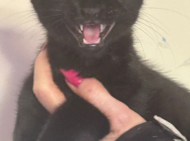 Black russian X stunning boy 3 months Ready for new hime