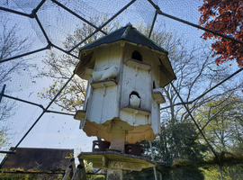 Fantail  doves