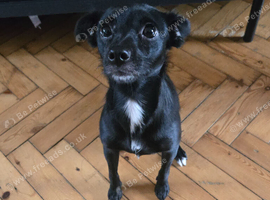 Female 11 months Jack and ChoCho mixbreed