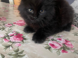 British Longhair cross