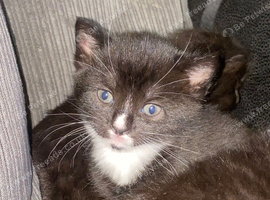 Kittens