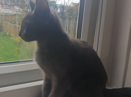 Maine coon cross blue Russian 5 months old girl