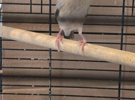 Java finch sparrows