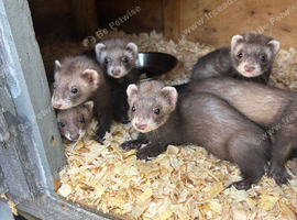 4 gills 3 hobs polecat