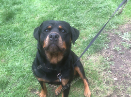 Rottweiler