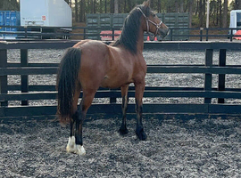 Super Yearling Colt