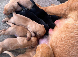 Puppy labrador