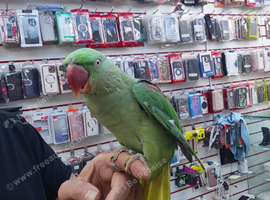 Alexandrine Parrot