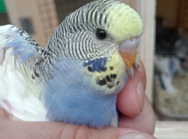 Young budgies