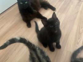 Kitten for sale