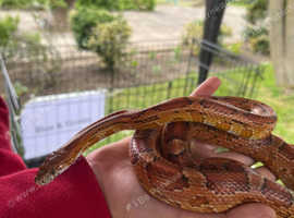 All Creatures Animal Experience