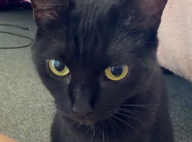 Black cat for sale