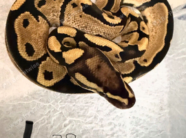 Royal pythons for sale