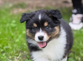 Australian Shepherd Black Tri Puppies