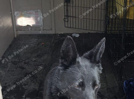 Black  German shepherd