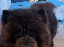 Chow chow male