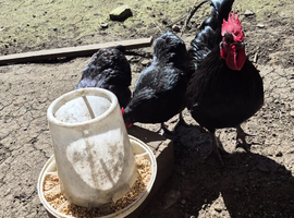Chikens for sale