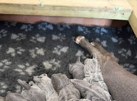 9 blue Staffordshire bull terrier puppies