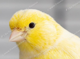 Wanted Canaries