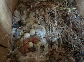 Zebra finches half exhibition