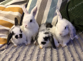 4 mini lion lops bunnies left