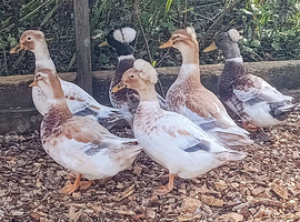 Trios Crested Miniature Appleyard Ducks aka Crested Bantam Ducks