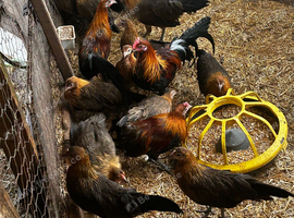 Phoenix bantams