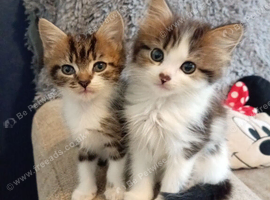 4 kittens available 2 male 2 female