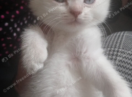 Kittens, Ready To Go