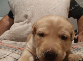 3 beautiful puppies