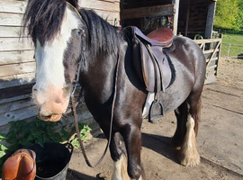 31.2 black 3yro filly