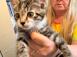 Free kittens