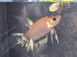 150 galexy koi bettas available