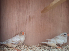 CFW male zebra finches