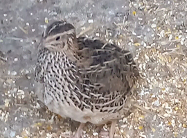 Female quail