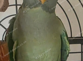Alexandrian Parrot