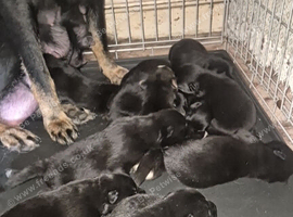 German sheaperd cross Belgium Malinois
