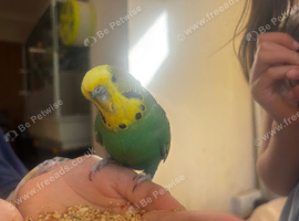 Tame green budgie needs a new home