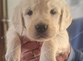 Goldies litter